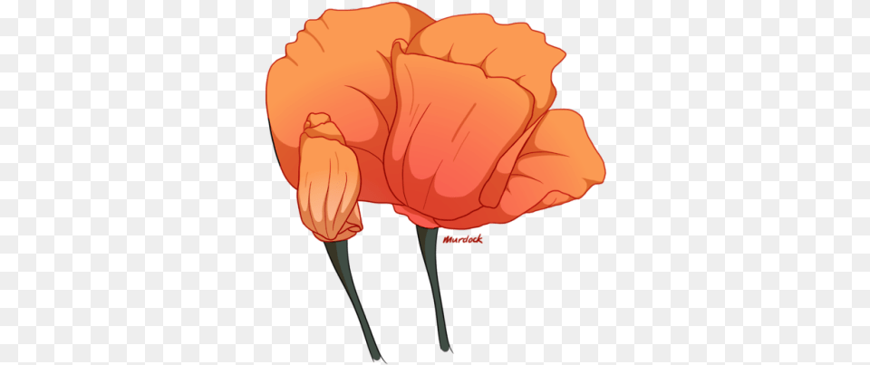 Blooming California Poppies Poppy, Carnation, Flower, Plant, Petal Png