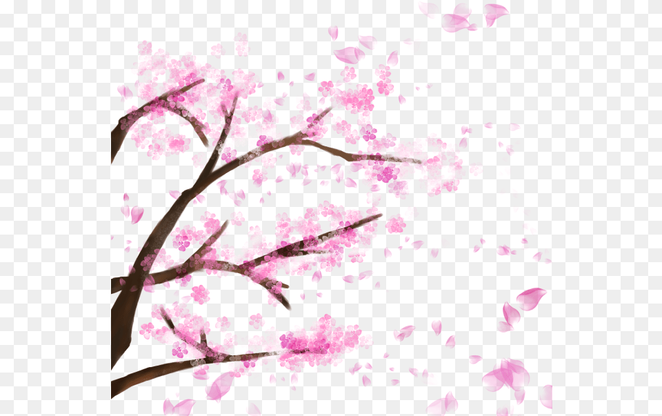 Blooming Cherry Tree Blossom Sakura Tree Transparent Background, Flower, Petal, Plant, Purple Png Image