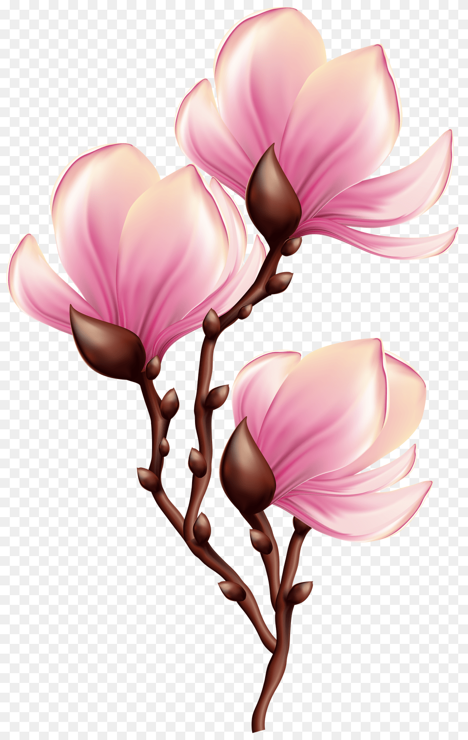 Blooming Clip Art Free Png