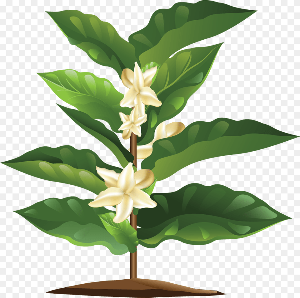 Blooming Coffee Plant Coffee Plant, Flower, Leaf, Land, Nature Free Png