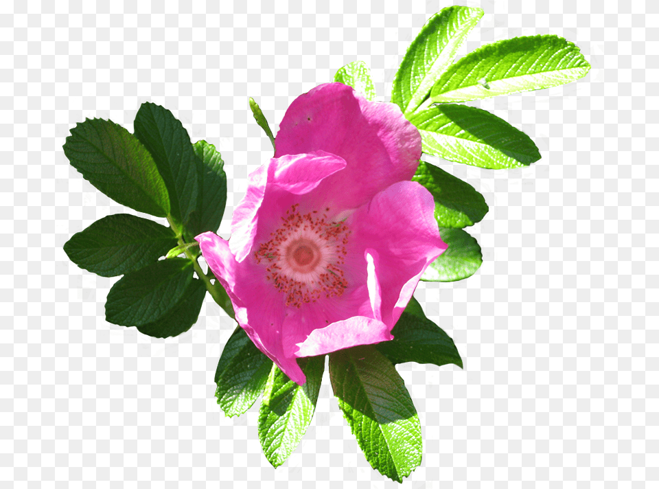 Blooming Dog Rose, Anemone, Flower, Geranium, Leaf Free Png