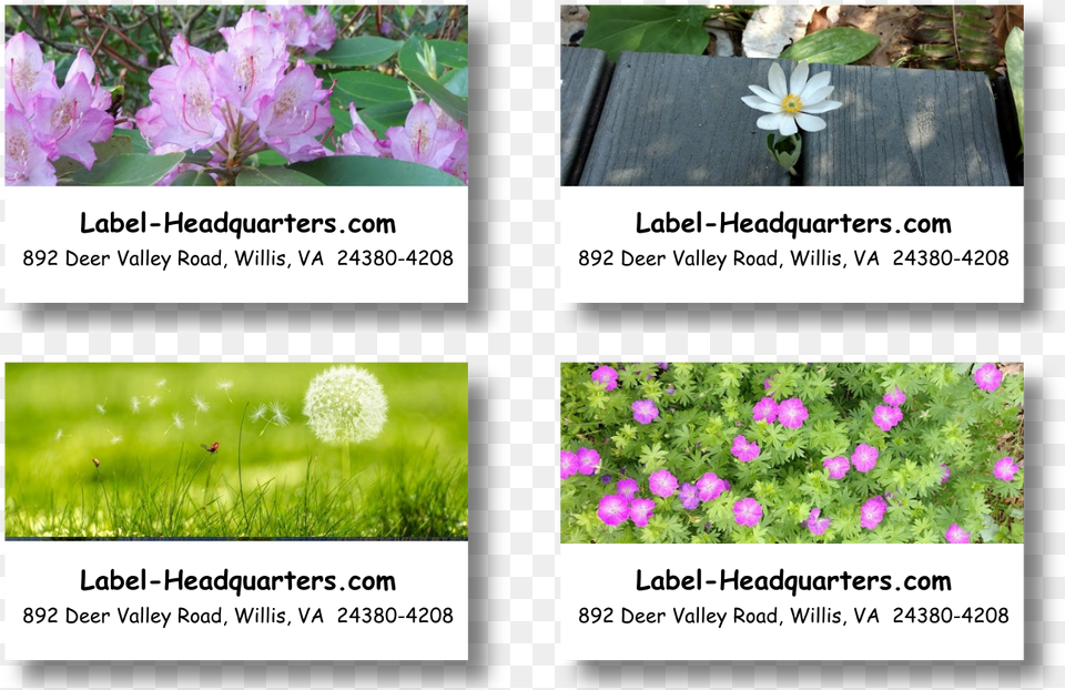 Blooming Flowers Address Labels On Sheets African Daisy, Geranium, Purple, Plant, Flower Free Png Download