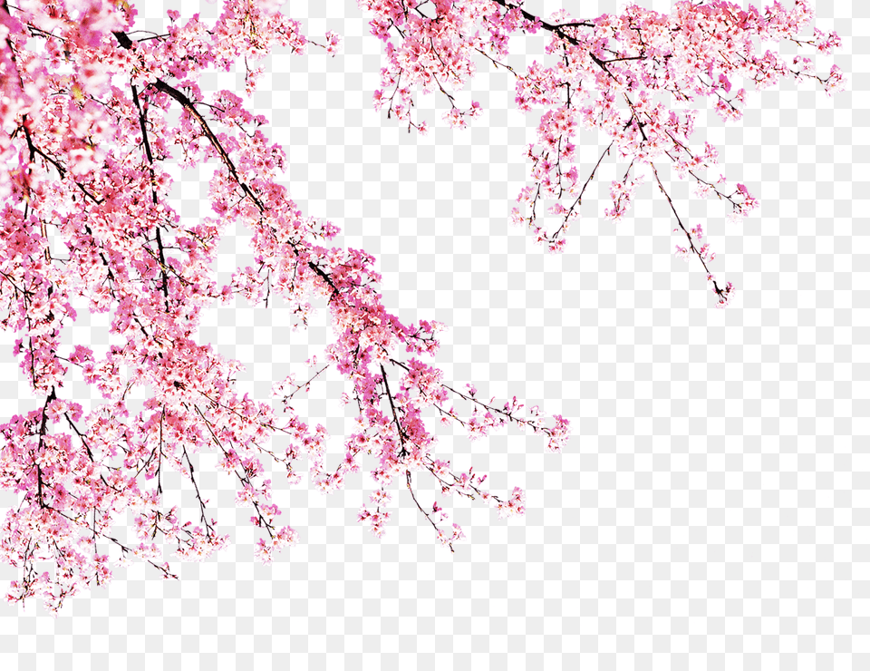 Blooming Peach Tree Pink Peach Blossoms, Flower, Plant, Cherry Blossom Png Image