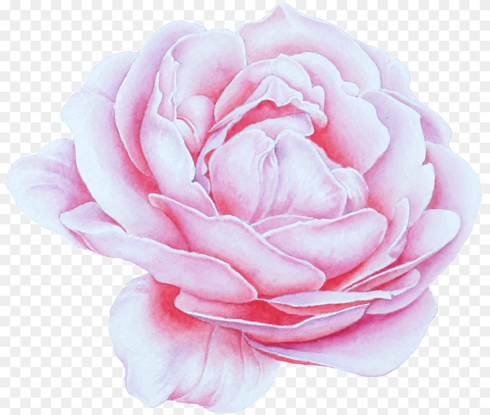 Blooming Peony Flower Portable Network Lovely, Petal, Plant, Rose, Carnation Free Transparent Png