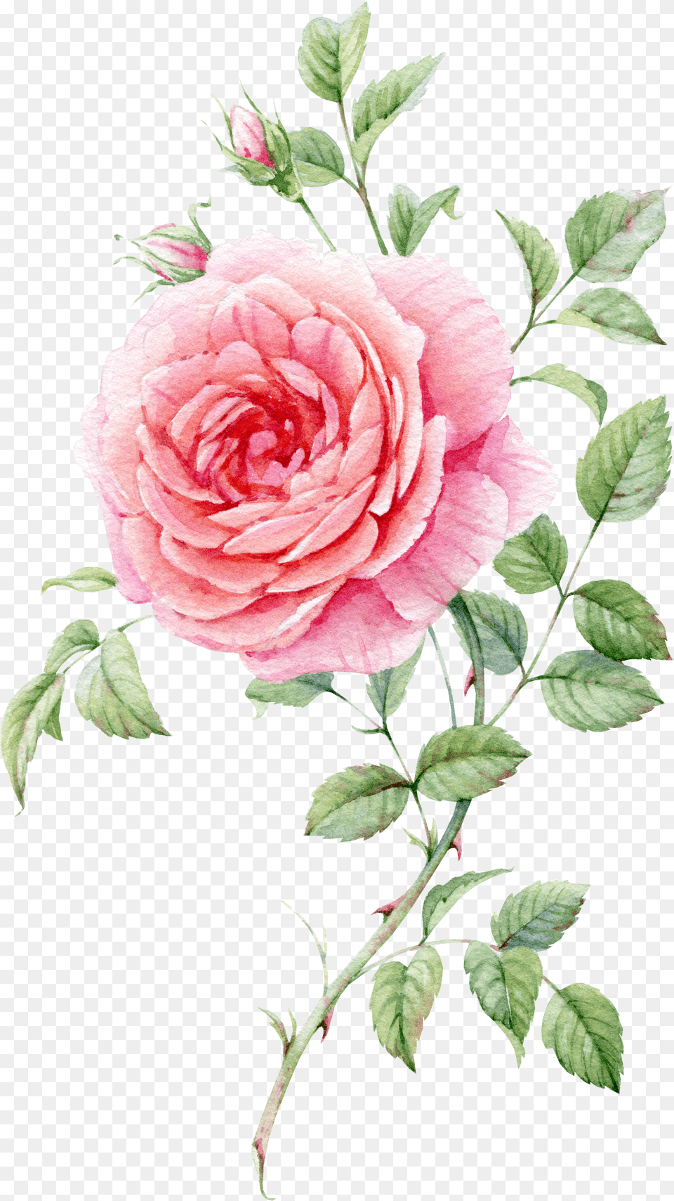 Blooming Rose Watercolor Rose Watercolor Flower Painting Free Png Download