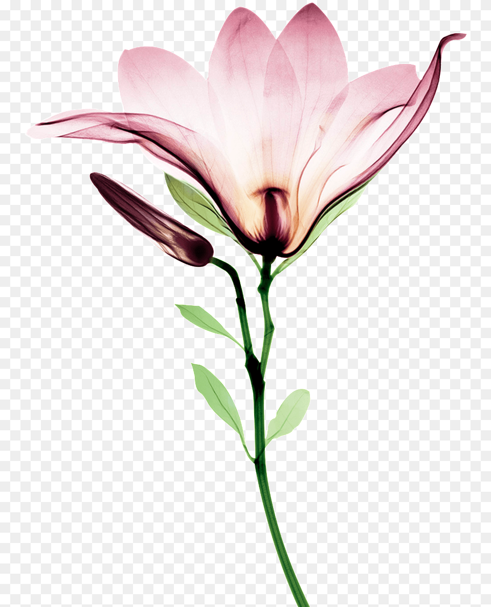 Blooming Watercolor Flower Transparent Lily, Petal, Plant Free Png