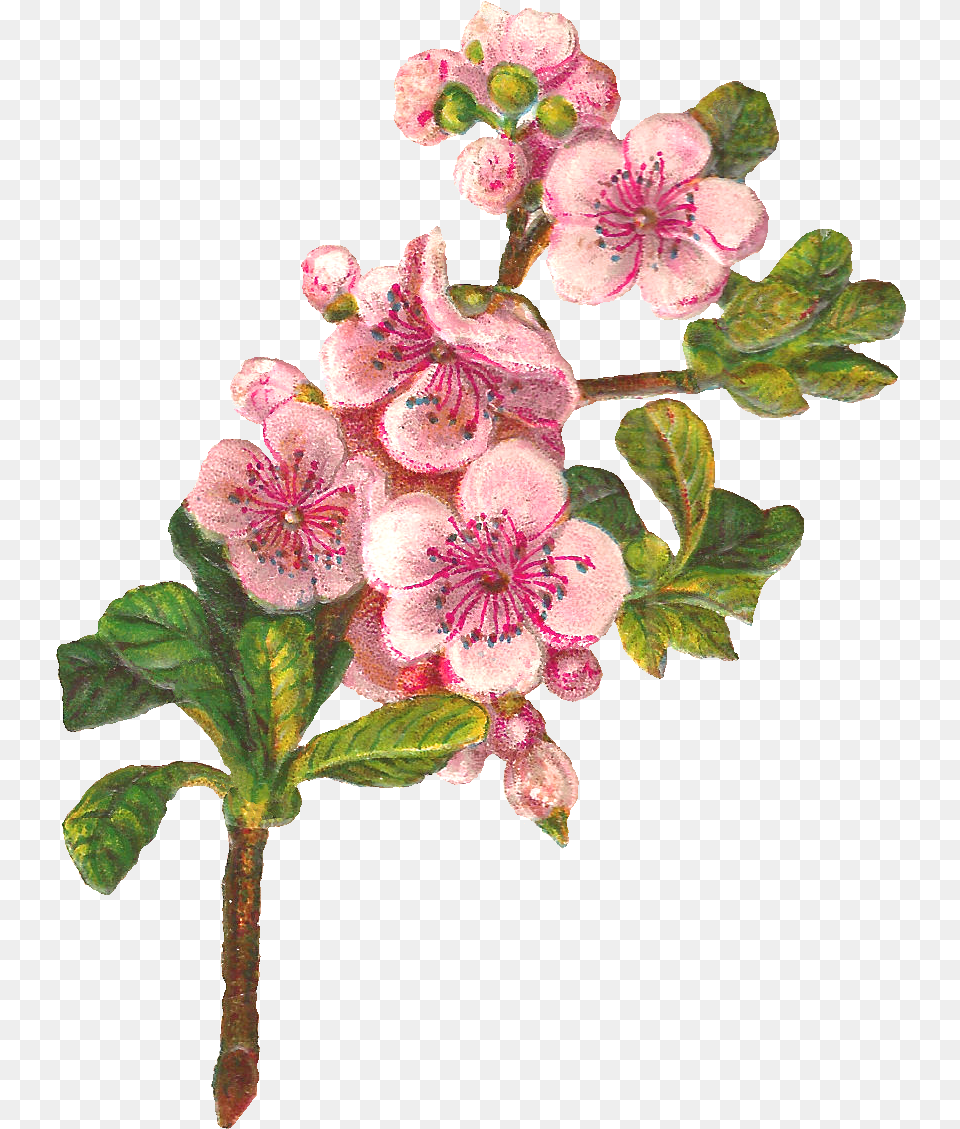 Bloosoming Apple Tree Apple Tree Flowers, Flower, Geranium, Plant, Petal Free Png