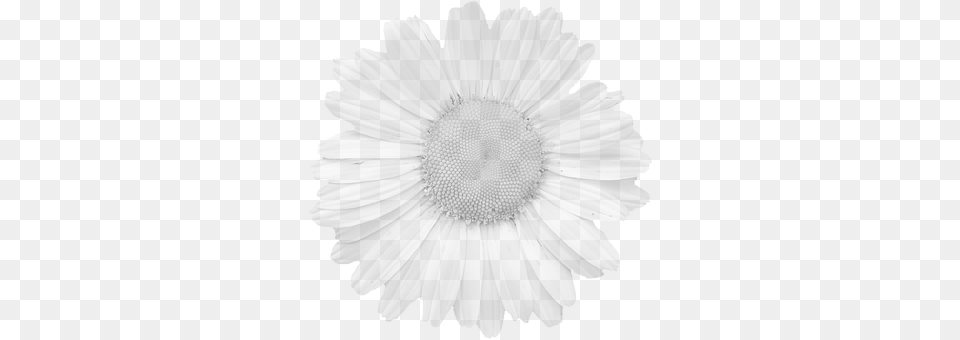 Blossom Daisy, Flower, Plant, Petal Png Image