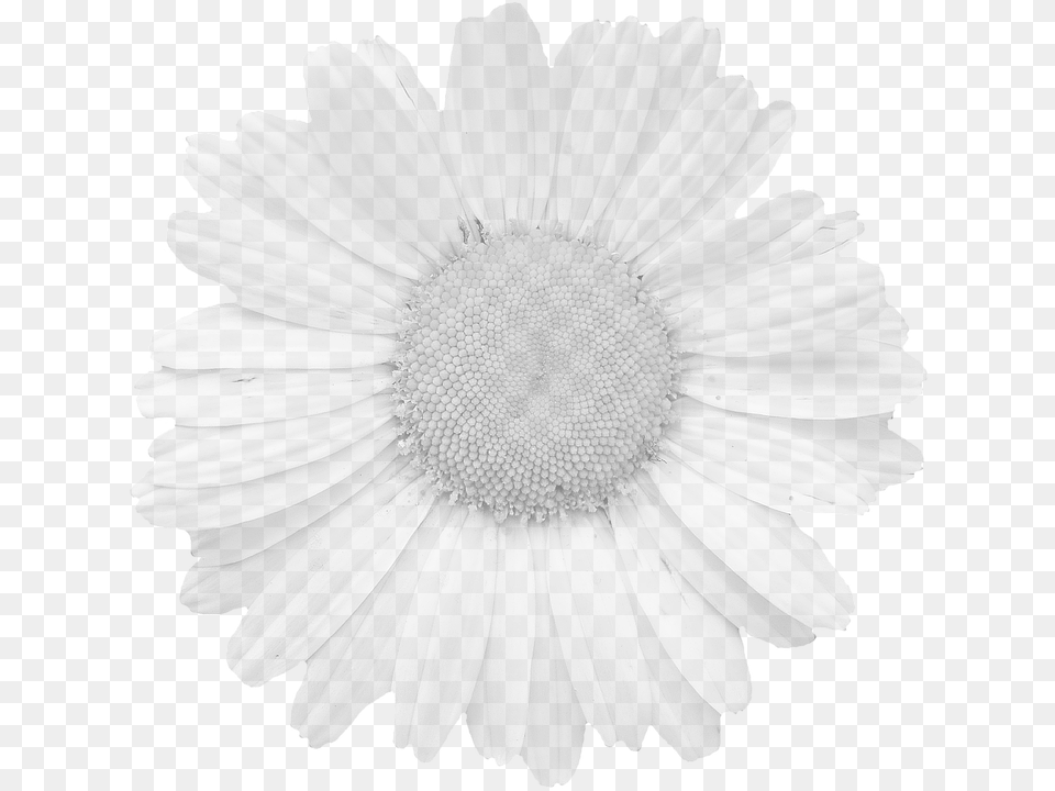 Blossom Daisy, Flower, Petal, Plant Png