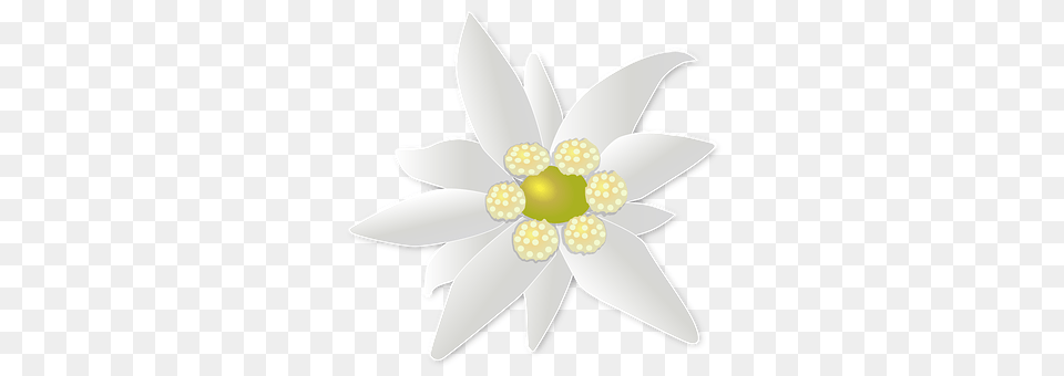Blossom Plant, Flower, Daisy, Anemone Png