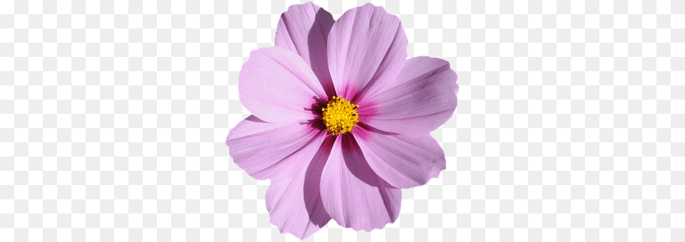 Blossom Anemone, Anther, Dahlia, Daisy Png Image