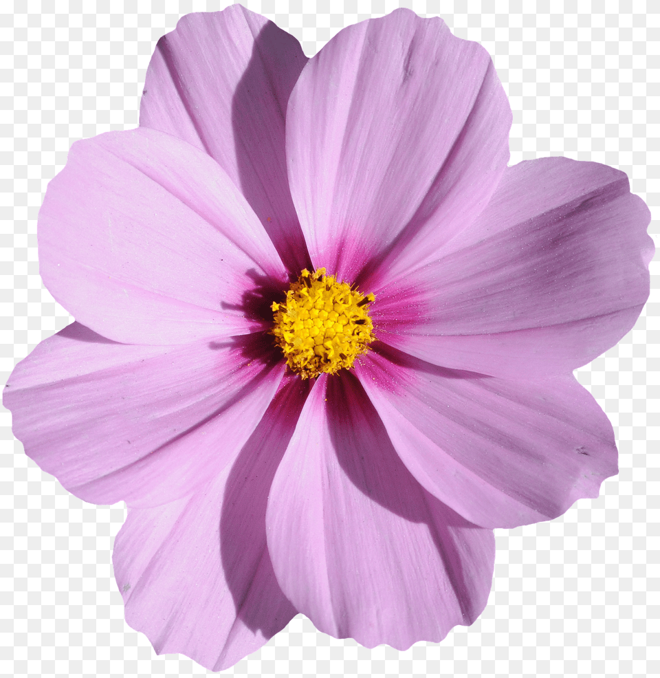 Blossom Anemone, Anther, Dahlia, Daisy Png