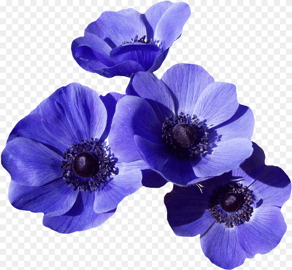 Blossom Anemone, Flower, Plant, Pollen Png Image
