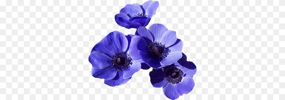Blossom Anemone, Flower, Plant Free Png