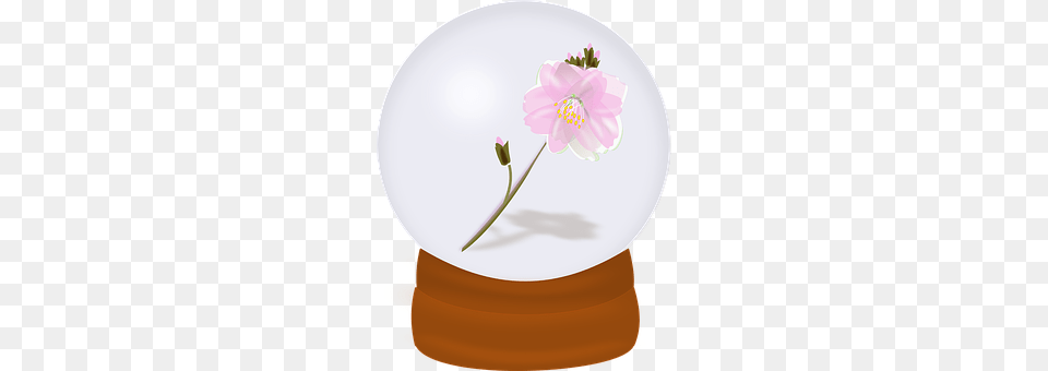 Blossom Flower, Flower Arrangement, Plant, Anther Free Transparent Png