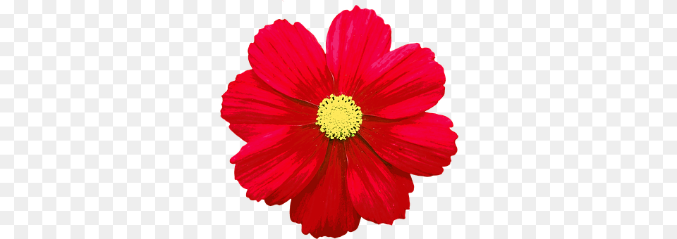 Blossom Anemone, Anther, Daisy, Flower Free Png Download