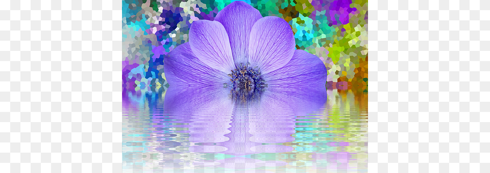 Blossom Anemone, Purple, Flower, Geranium Free Png