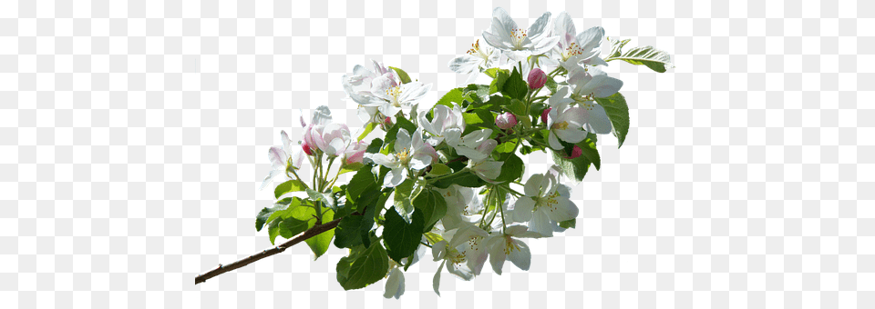 Blossom Flower, Flower Arrangement, Flower Bouquet, Plant Free Png