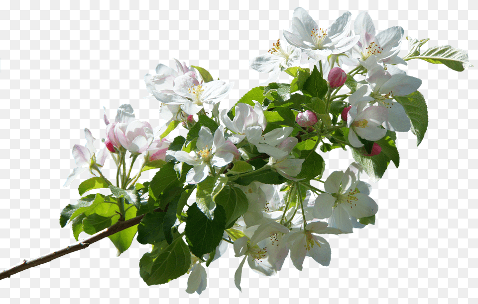Blossom Flower, Flower Arrangement, Flower Bouquet, Geranium Free Png Download