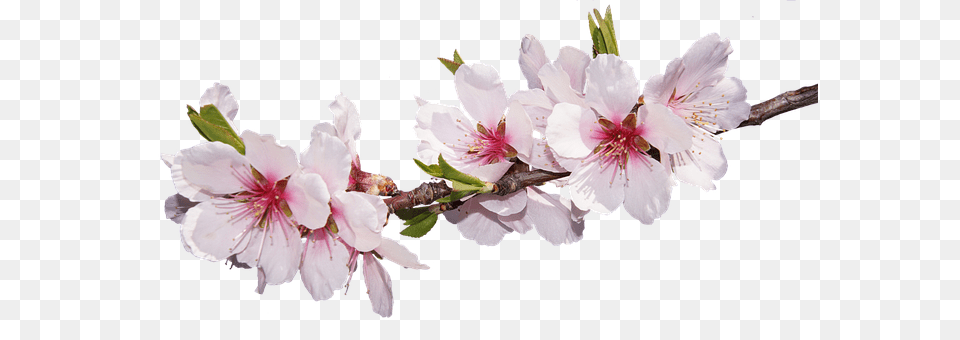 Blossom Flower, Plant, Geranium, Cherry Blossom Png Image