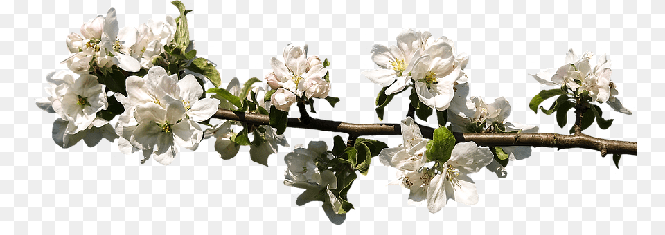 Blossom Flower, Plant, Petal, Geranium Png Image