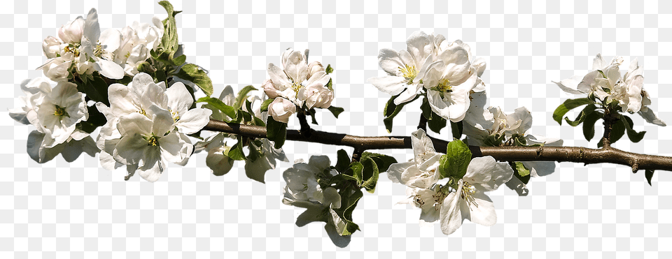 Blossom Flower, Petal, Plant, Geranium Png Image
