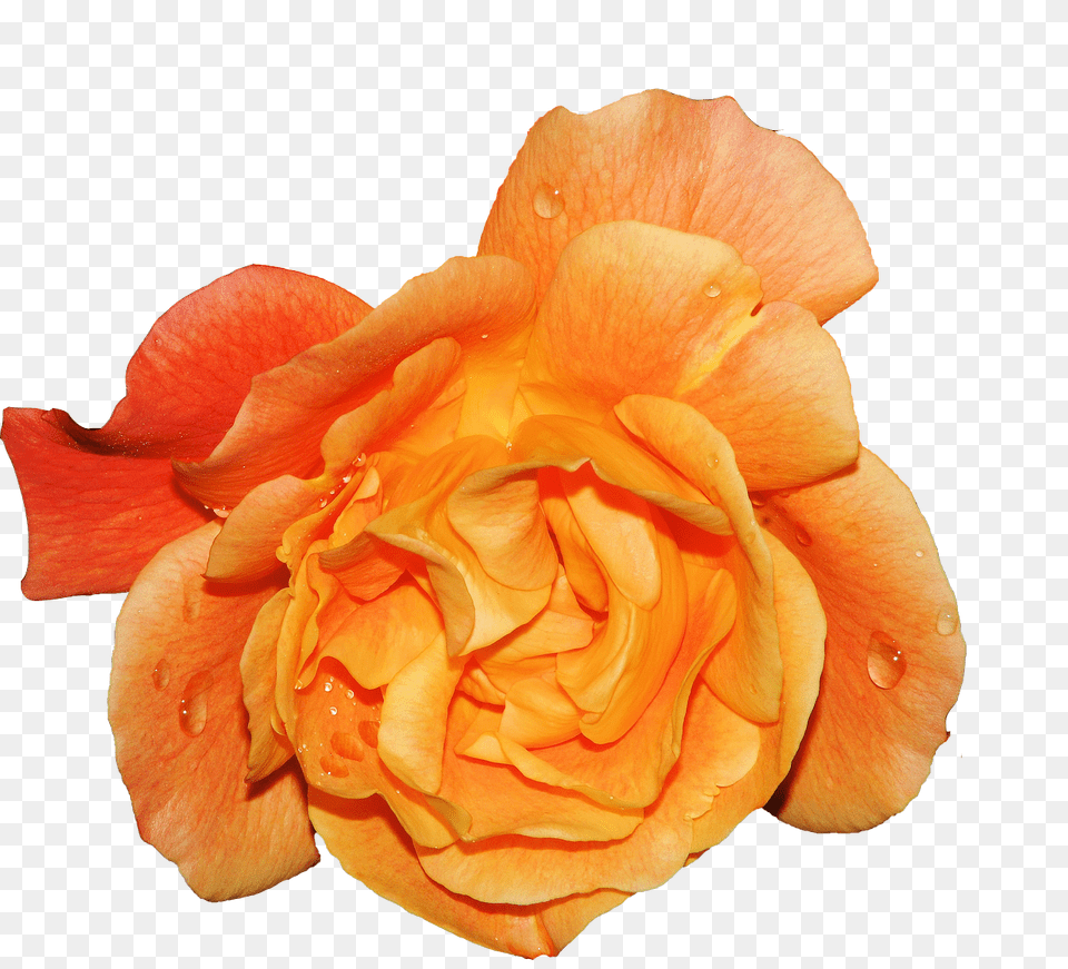 Blossom Flower, Petal, Plant, Rose Png