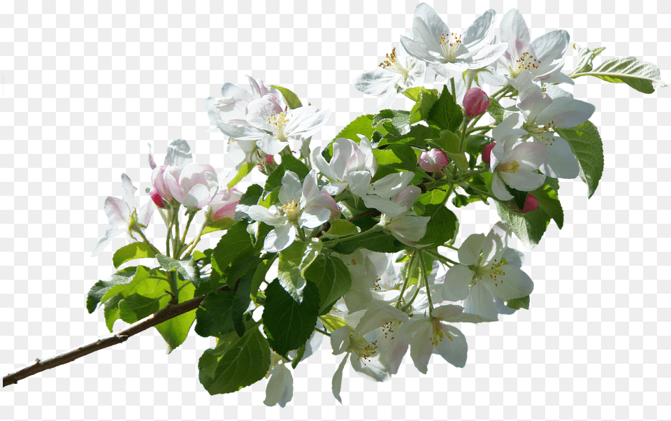 Blossom Bloom Apple Spring Apple Tree Flowers, Flower, Flower Arrangement, Flower Bouquet, Geranium Png Image
