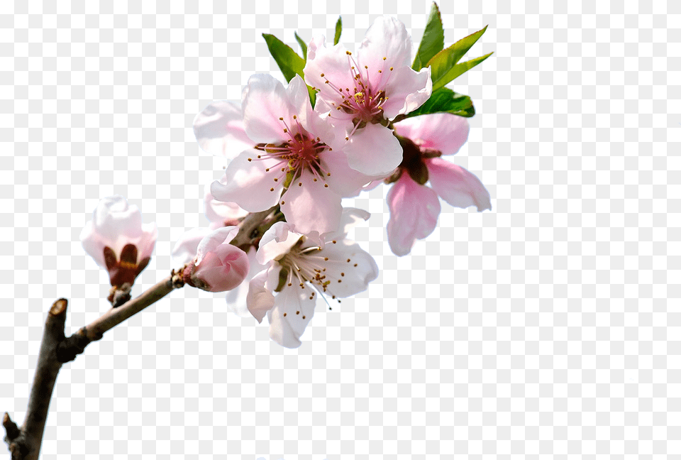 Blossom Bloom Transprent Peach Blossom Flower, Plant, Geranium, Petal Free Png Download