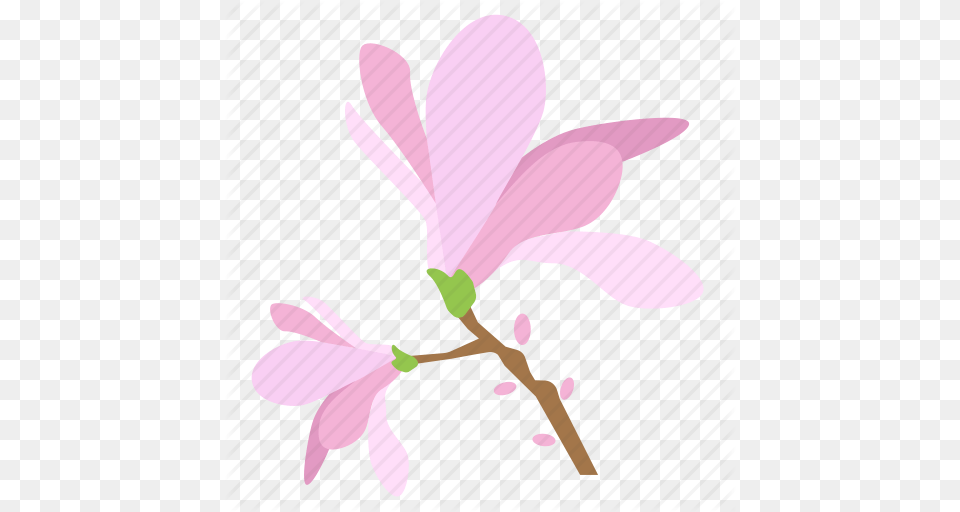 Blossom Botany Floral Flower Magnolia Plant Tree Icon, Petal Png Image