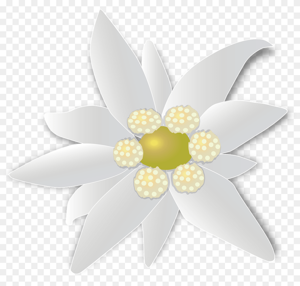 Blossom Clipart, Plant, Flower, Daisy, Anemone Png