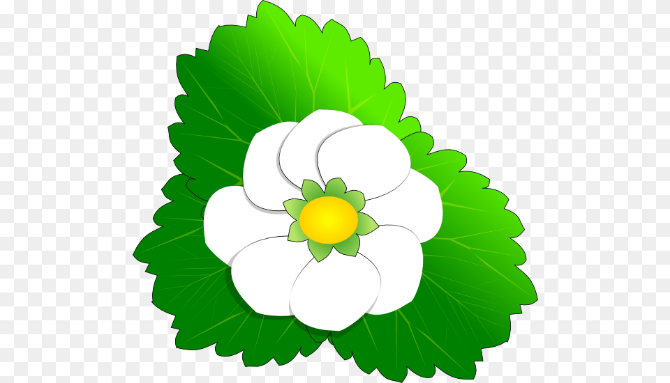 Blossom Clipart Leaf, Flower, Anemone, Plant, Anther Free Png Download