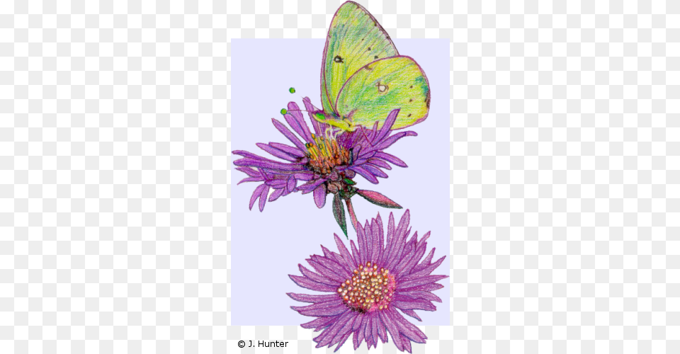 Blossom Drawing Color Nature Drawings With Color, Daisy, Flower, Plant, Purple Free Png