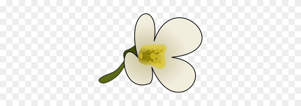 Blossom Flower Apple Can Stock Photo Drawing, Anther, Plant, Petal, Anemone Free Png Download