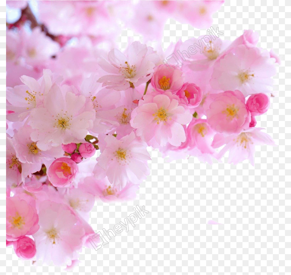 Blossom Download Cherry Blossom Sakura Flower, Plant, Cherry Blossom, Petal Png Image