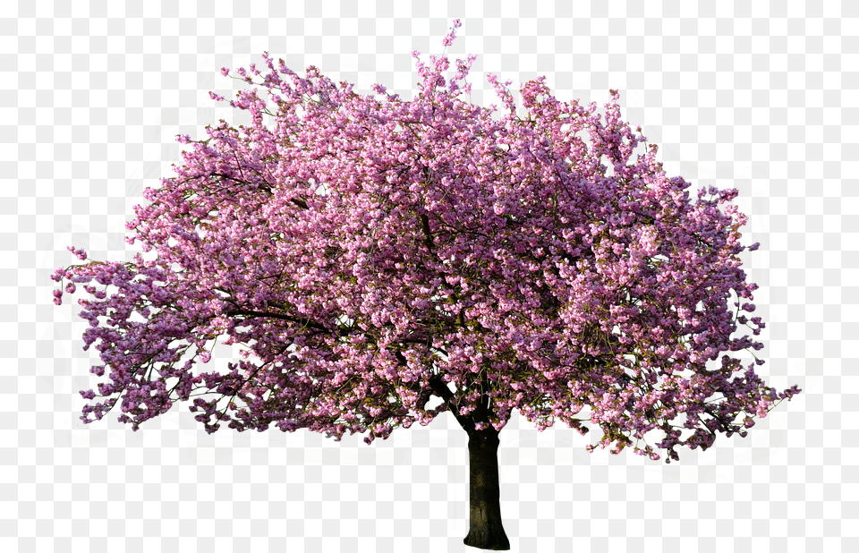 Blossom Isolated Magnolia Bloom Transparent Background Tree, Flower, Plant, Cherry Blossom Free Png