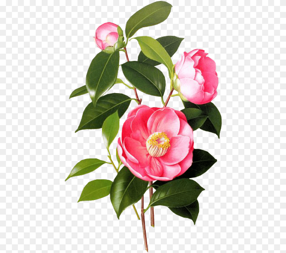 Blossom Jeju 2 Step Petal Mask, Anemone, Flower, Plant, Rose Free Png Download