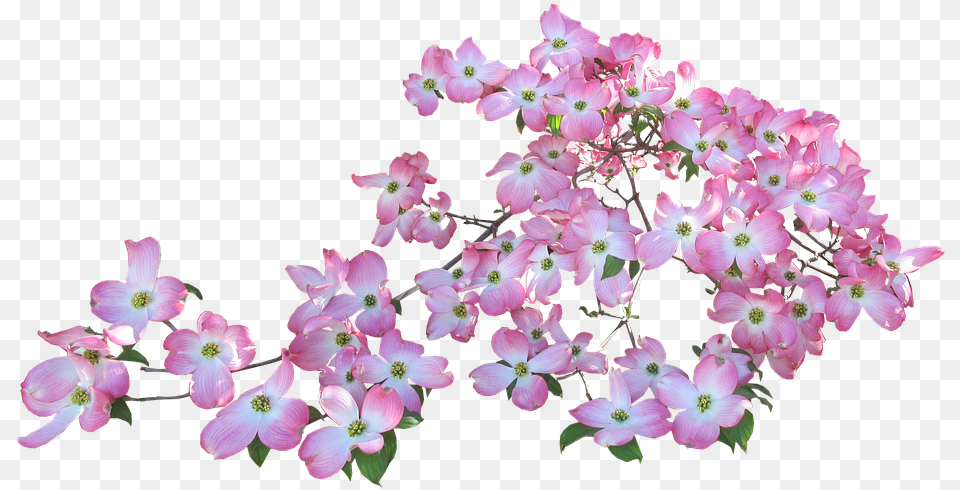 Blossom Pink Dogwood Butterflies Flowers Transparent Background, Flower, Geranium, Petal, Plant Png Image