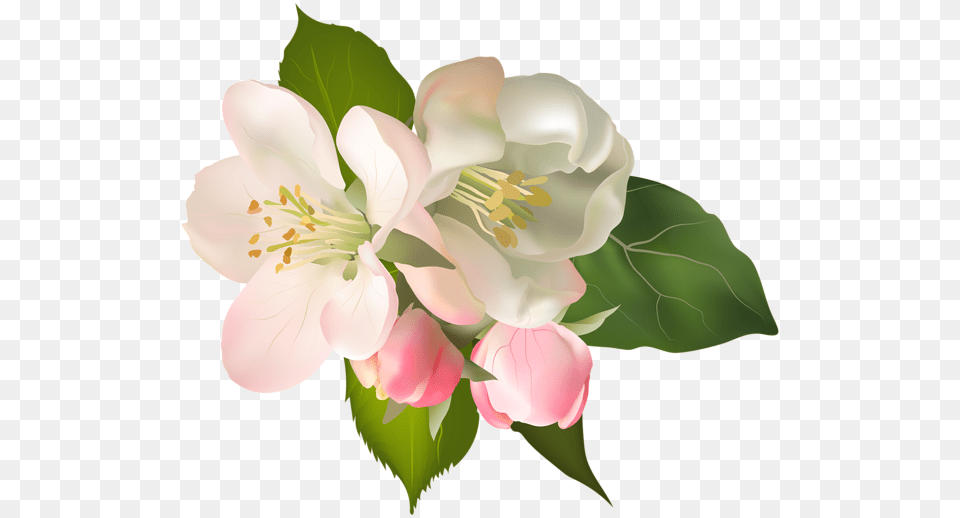 Blossom Spring Fower Clip Art, Flower, Plant, Petal, Baby Free Png