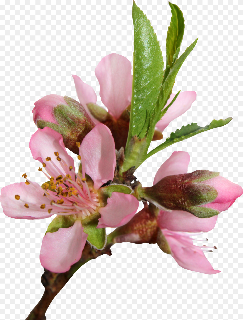 Blossom Transparent Peach Blossom Transparent Background, Flower, Plant, Pollen, Petal Png Image