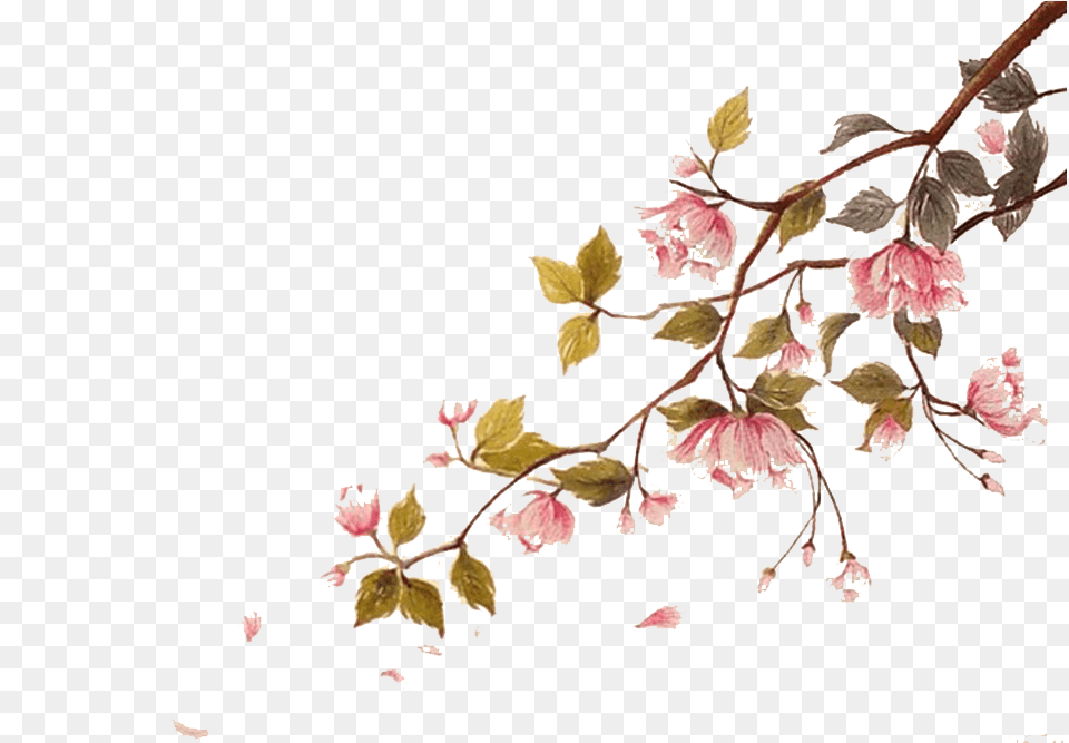 Blossom Watercolor Painting Ci Cherry Blossom Watercolor, Plant, Petal, Flower, Leaf Free Transparent Png