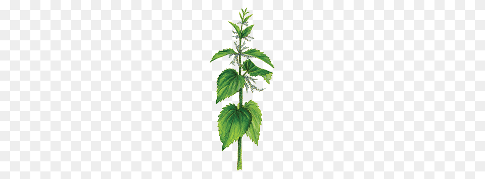Blossoming Nettle, Grass, Green, Herbal, Herbs Free Transparent Png