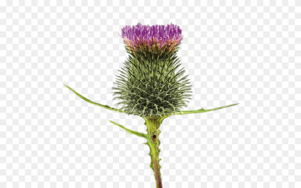 Blossoming Thistle, Flower, Plant Png
