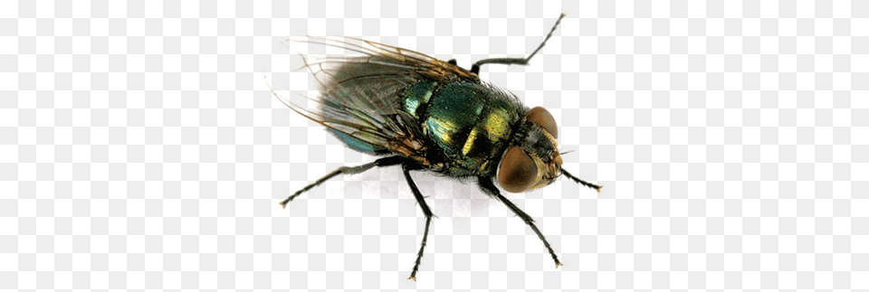 Blow Flies Are Often Metallic In Appearance With Feathery Phormia Regina, Animal, Fly, Insect, Invertebrate Png