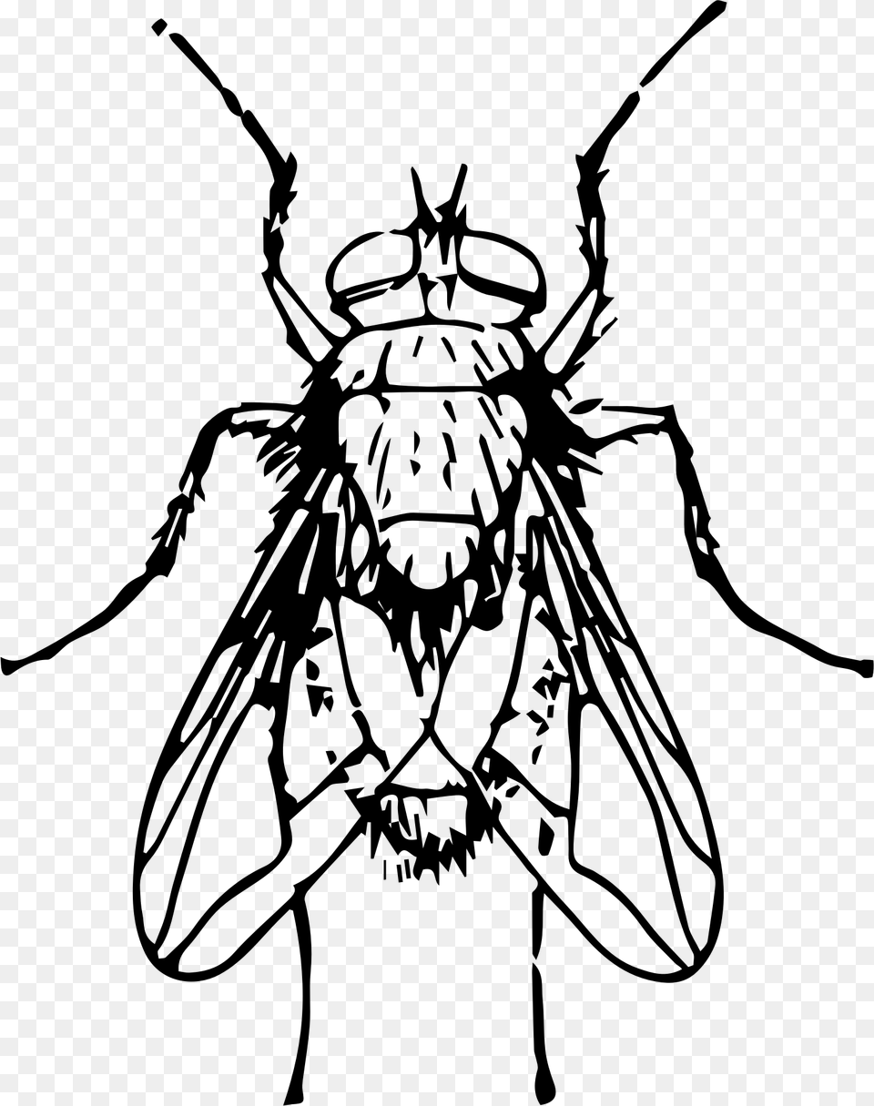 Blow Fly Clip Arts Blow Fly Clip Art, Gray Free Transparent Png