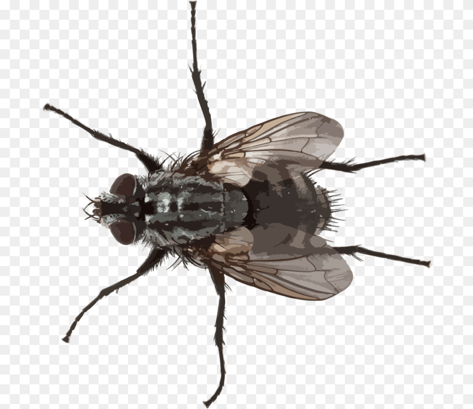 Blowflies Small Fly, Animal, Insect, Invertebrate Png