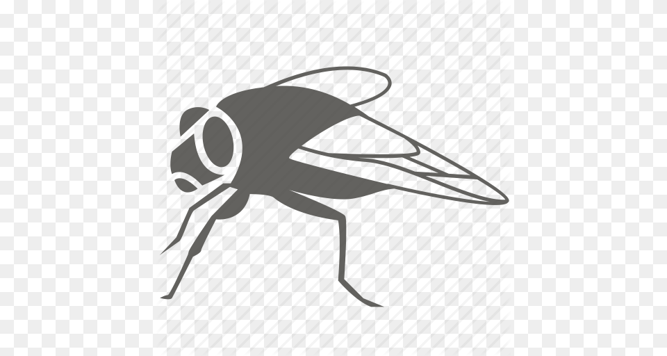 Blowfly Bug Flies Fly House Housefly Insect Pest Icon, Animal, Bee, Invertebrate, Wasp Free Transparent Png