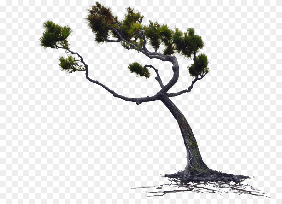 Blowing Wind Download Tree Blowing In The Wind, Plant, Potted Plant, Conifer, Bonsai Free Png