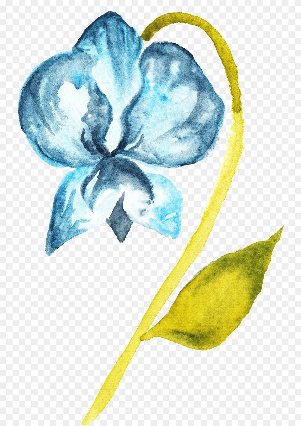 Blue, Plant, Petal, Flower, Anemone Free Transparent Png