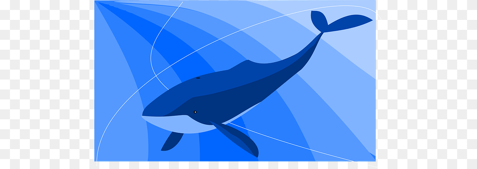 Blue Animal, Mammal, Sea Life, Whale Free Transparent Png